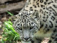 Schneeleopard (Irbis)